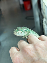 Load image into Gallery viewer, AMBILOBE male: Sunny Delight x Skittles(R5)