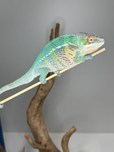 Load image into Gallery viewer, AMBILOBE Panther Chameleon male:(E23)