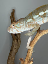 Load image into Gallery viewer, Female Nosy Be Panther Chameleon | (E8)