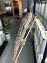 Load image into Gallery viewer, Ambilobe male: Rogue x Phoenix (J7)