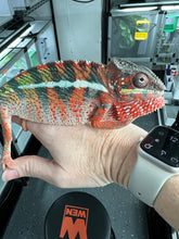 Load image into Gallery viewer, AMBILOBE male: WC Hawkeye x Nugget (C2)