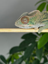 Load image into Gallery viewer, AMBILOBE male panther chameleon: Flash x Opal (R3)