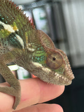 Load image into Gallery viewer, AMBILOBE Panther Chameleon: Frank x Sandy (J3)