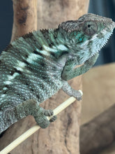 Load image into Gallery viewer, ANKILOBE Panther Chameleon: Ankify x Ambilobe (J12)