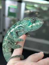 Load image into Gallery viewer, AMBANJA/NOSY FALY male (E12)