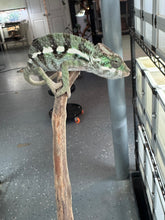 Load image into Gallery viewer, SAMBAVA Panther Chameleon: (E5)