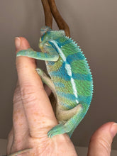 Load image into Gallery viewer, AMBANJA Panther Chameleon: (E21)