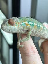Load image into Gallery viewer, AMBILOBE male: Sam x Amie (Q4)