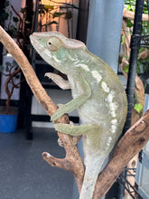 Load image into Gallery viewer, AMBILOBE FEMALE Panther Chameleon: šŗ (E34)