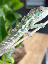 Load image into Gallery viewer, Ambilobe male: Flash x Rocky (R7)