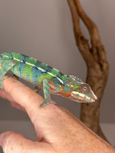 Load image into Gallery viewer, AMBILOBE Male Panther Chameleon: (E14)