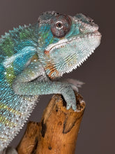 Load image into Gallery viewer, AMBILOBE Male Panther Chameleon: (E36)