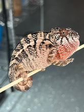 Load image into Gallery viewer, Ambilobe FEMALE: Sunny D x Skittles 🚺 (S4)