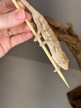 Load image into Gallery viewer, AMBILOBE FEMALE - Flash x Phoenix female 🚺 (R14)