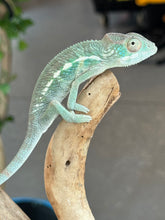 Load image into Gallery viewer, AMBANJA Panther Chameleon: Dubois x Ellie (S4)