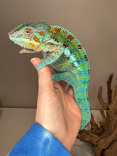 Load image into Gallery viewer, AMBANJA Panther Chameleon: (J5)