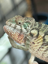 Load image into Gallery viewer, AMBILOBE male: Starburst x Margaret (R2)