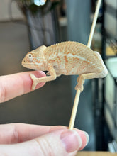 Load image into Gallery viewer, Ambiolbe FEMALE Panther Chameleon: (S1)