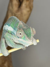 Load image into Gallery viewer, Sambava Male: Marley x Mabel (E3)