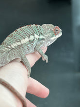 Load image into Gallery viewer, Ambilobe male: Rogue x Phoenix (J7)