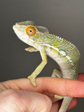 Load image into Gallery viewer, AMBILOBE male: Sam x Amie (S1)