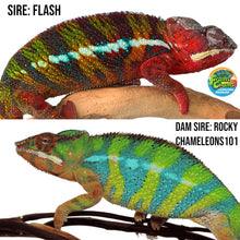 Load image into Gallery viewer, Ambilobe male: Flash x Rocky (R5)