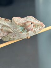 Load image into Gallery viewer, Blue Ambanja FEMALE: Blueberry x Blue Magic đș (S6)