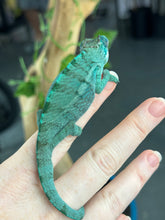 Load image into Gallery viewer, AMBANJA Panther Chameleon: Blue Inferno x Tango (E12)