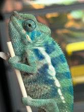 Load image into Gallery viewer, AMBANJA/NOSY FALY male (R8)