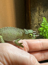 Load image into Gallery viewer, Male Jackson’s Chameleon: I5
