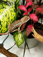 Load image into Gallery viewer, Ambilobe Male (R9)