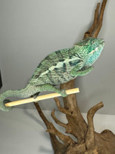 Load image into Gallery viewer, AMBANJA Panther Chameleon: (E7)