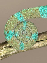 Load image into Gallery viewer, AMBANJA Panther Chameleon: (E21)