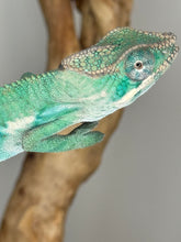 Load image into Gallery viewer, AMBILOBE Male Panther Chameleon: (E36)