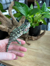 Load image into Gallery viewer, Ambilobe male: Flash x Rocky (R8)