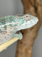 Load image into Gallery viewer, Designer Panther Chameleon: (E17)