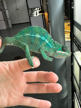 Load image into Gallery viewer, AMBILOBE Panther Chameleon: Frank x Sandy (S14)
