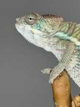 Load image into Gallery viewer, AMBILOBE Male Panther Chameleon: (E32)