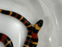 Load image into Gallery viewer, Apricot Pueblan Milk Snake- (MS5)