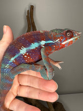 Load image into Gallery viewer, AMBANJA Panther Chameleon: (E23)