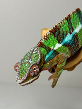 Load image into Gallery viewer, AMBILOBE Panther Chameleon male: (E6)