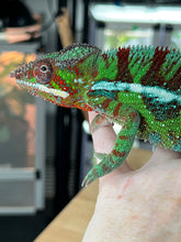 Load image into Gallery viewer, Ambilobe Panther Chameleon Riot/JJ/Bolt J7