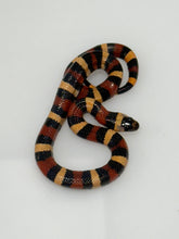 Load image into Gallery viewer, Apricot Pueblan Milk Snake- (MS4)