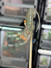 Load image into Gallery viewer, AMBILOBE Panther Chameleon: Sam x Georgia (R6)