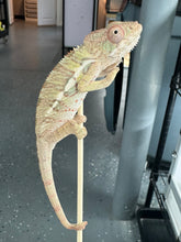 Load image into Gallery viewer, AMBILOBE Panther Chameleon: Sam x Georgia (P9)