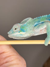Load image into Gallery viewer, AMBANJA Panther Chameleon: (E9)