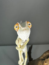 Load image into Gallery viewer, AMBILOBE male: Sam x Amie (S1)