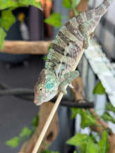 Load image into Gallery viewer, AMBANJA Panther Chameleon: Dubois x Ellie (E7)