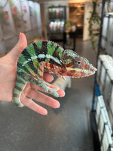 Load image into Gallery viewer, AMBILOBE Panther Chameleon: Riot/JJ/Bolt (J2)