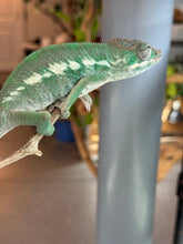 Load image into Gallery viewer, AMBILOBE Panther Chameleon: (E3)